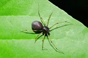 Fusca: Brown Spitting Spider - invasive species that catches prey