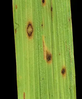 Circular: Brown spot (Helminthosporium oryzae)