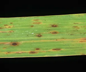 Oryzae: Brown spot (Helminthosporium oryzae)