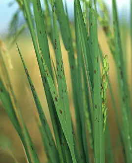 Diseased: Brown Spot (Helminthosporium oryzae)