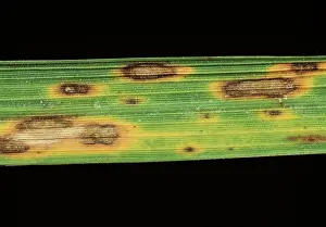 Diseased: Brown Spot on Rice leaves