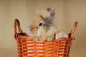 Baskets: Brown-spotted dwarf rabbit and a brown mouse in