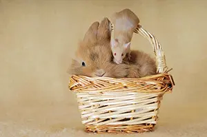 Baskets: Brown-spotted dwarf rabbit and a brown mouse in