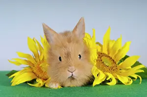 Bunnies: Brown-spotted dwarf rabbit lying next to sunflowers