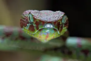 Sdthailand: Brown-spotted pit viper (Trimeresurus venustus)