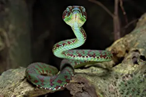 Sdthailand: Brown-spotted pit viper (Trimeresurus venustus)