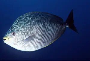 Valerie & Ron Taylor: Brown Spotted Rabbit Fish