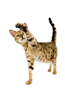 Hold: BROWN SPOTTED TABBY BENGAL DOMESTIC CAT, ADULT HOLDING