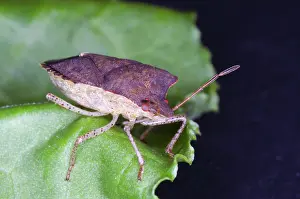 Hemipteran: Brown Stinkbug