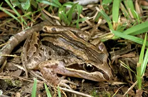 Peronii: Brown-striped / striped marsh frog