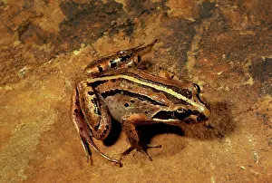Peronii: Brown-striped / Striped marsh frog