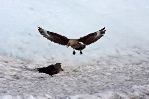 Skuas: Brown (Subantarctic) Skua. Quarreling over carcass