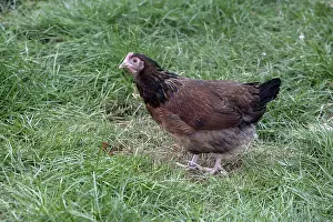 Sussex: Brown Sussex miniature hen Warwickshire