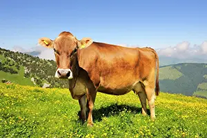 Taurus: Brown Swiss (Bos taurus) grazing on a mountain pasture