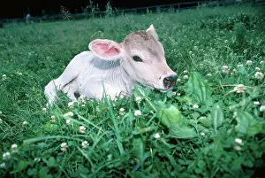 Taurus: Brown Swiss Calf