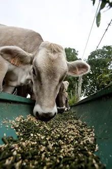 Pellets: Brown Swiss cow eating pellets in a trough France