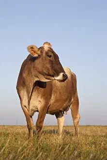 Turned: Brown Swiss cow in a field with his head turned France