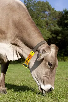 Ruminating: Brown Swiss cows grazing in the Park France