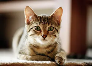 Sofa: Brown tabby cat, 4 months, lying on a sofa