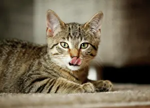 Gaze: Brown tabby cat, 4 months, lying on a sofa, licking