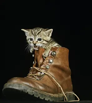 Sadness: Brown Tabby Domestic Cat, Kitten standing in Shoe
