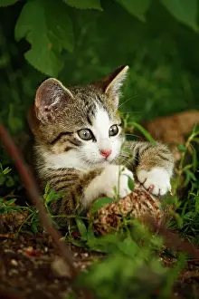 Singly: Brown tabby kitten, about 10 weeks, semi-feral village