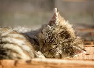 Drowsy: Brown-tabby kitten, farm cat, lying on a wood pile