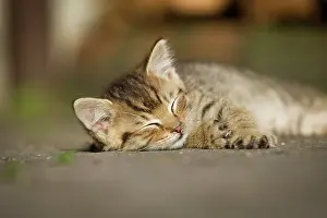 Drowsy: Brown-tabby kitten, farm cat, resting in the sunshine