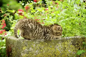 Grinding: Brown-tabby kitten, farm cat, sharpening its claws