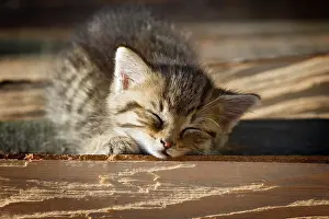 Napping: Brown tabby kitten lying on a pile of wood in the