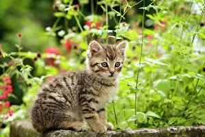 Housecat: Brown-tabby kitten sitting on the edge of a stone
