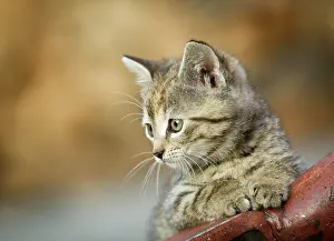 Supporting: Brown-tabby kitten supporting itself on a drawbar