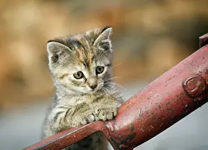 Supporting: Brown-tabby kitten supporting itself on a drawbar