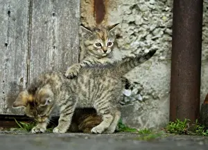 Housecat: Two brown-tabby kittens, farm cats, playing in front