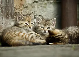 Housecat: Three brown-tabby kittens lying in front of a barn