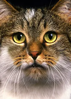 Muzzle: Brown Tabby and White Domestic Cat, Portrait of Adult
