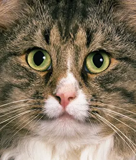 Front View: Brown tabby and white domestic cat, portrait of an adult
