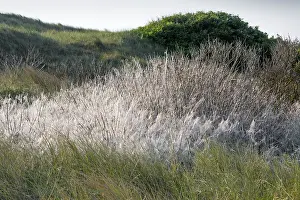 Stripped: Brown Tail Moth Caterpillar - bushes with stripped