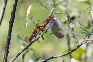 121118: Brown Tail Moth Caterpillar - on willow bushes