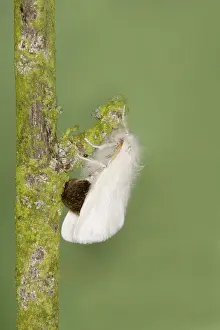 Euproctis: Brown-tail Moth - female