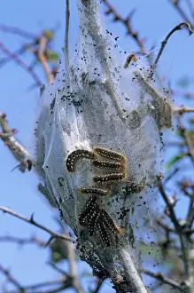 Euproctis: Brown Tail Moth Larvae