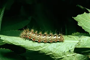 D. W. Greenslade: Brown-tail MOTH - larvae / caterpillar