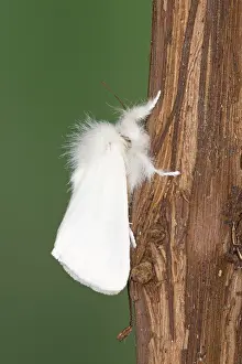 Euproctis: Brown-tail Moth - male