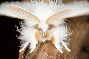 Euproctis: Brown-tail Moth - male