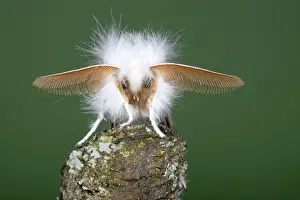 Euproctis: Brown-tail Moth - male showing antennae