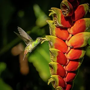 Alajuela: Brown-tailed amazillia (Amazillia tzacatl) approaching