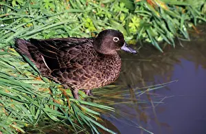 Teals: Brown Teal Duck