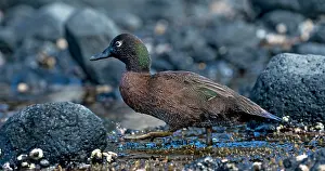 Teals: Brown Teal walking on rocky beach