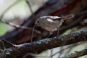 Pusilla: Brown Thornbill