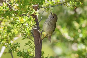 Pusilla: Brown Thornbill